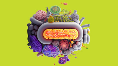 A Focus On The Fungus In Your Gut